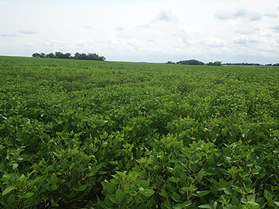 Field Dead Spot After Sure Crop